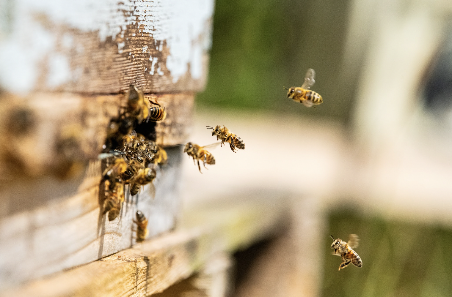 Local Devon Honey, Heron Farm Vineyard - Image 3