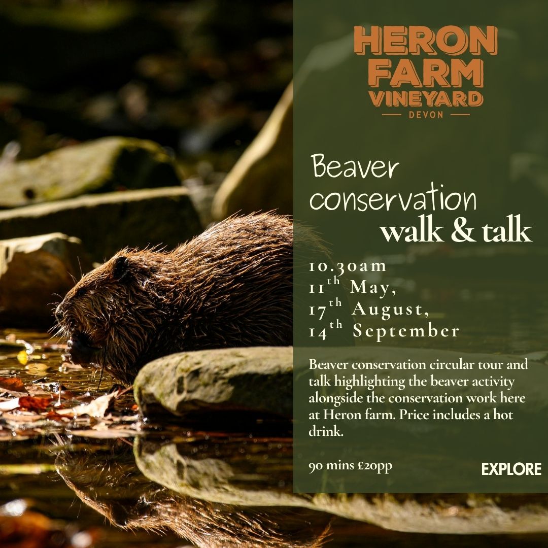 Beaver Conservation Circular Tour & Talk - September