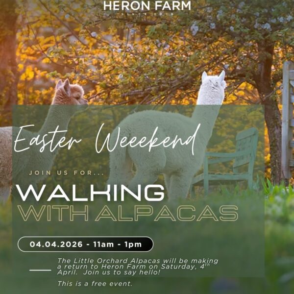 4th April - Walking with Alpacas