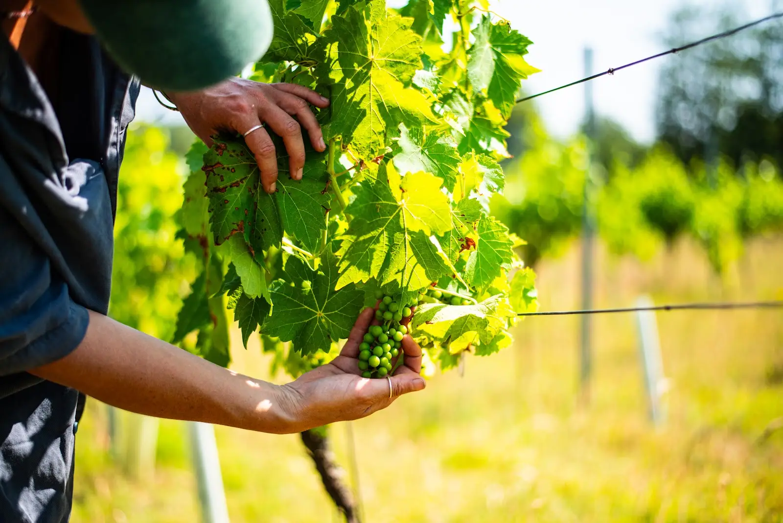 Vineyard Tours Devon