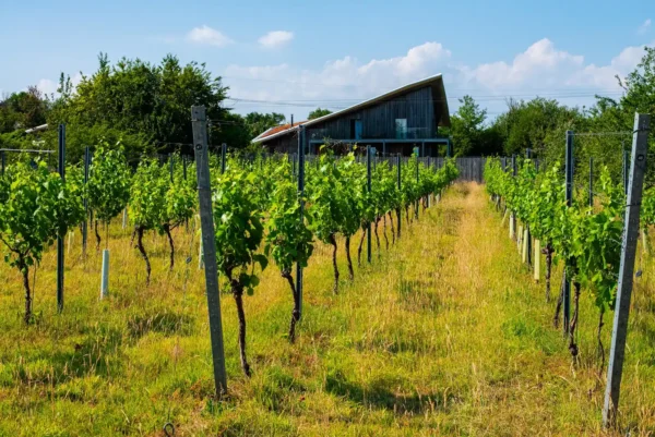 Vineyard, Honiton, Devon