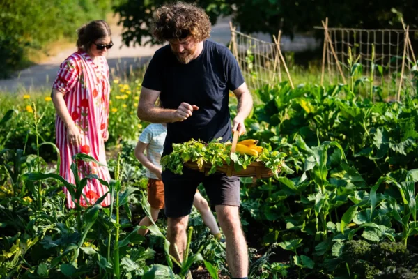 Picking local grown produce in Honiton, Devon at Heron Farm