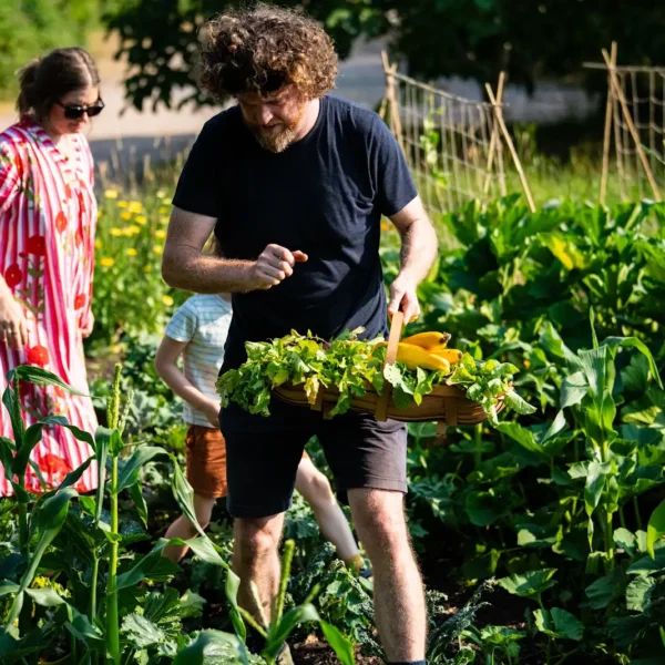Picking local grown produce in Honiton, Devon at Heron Farm
