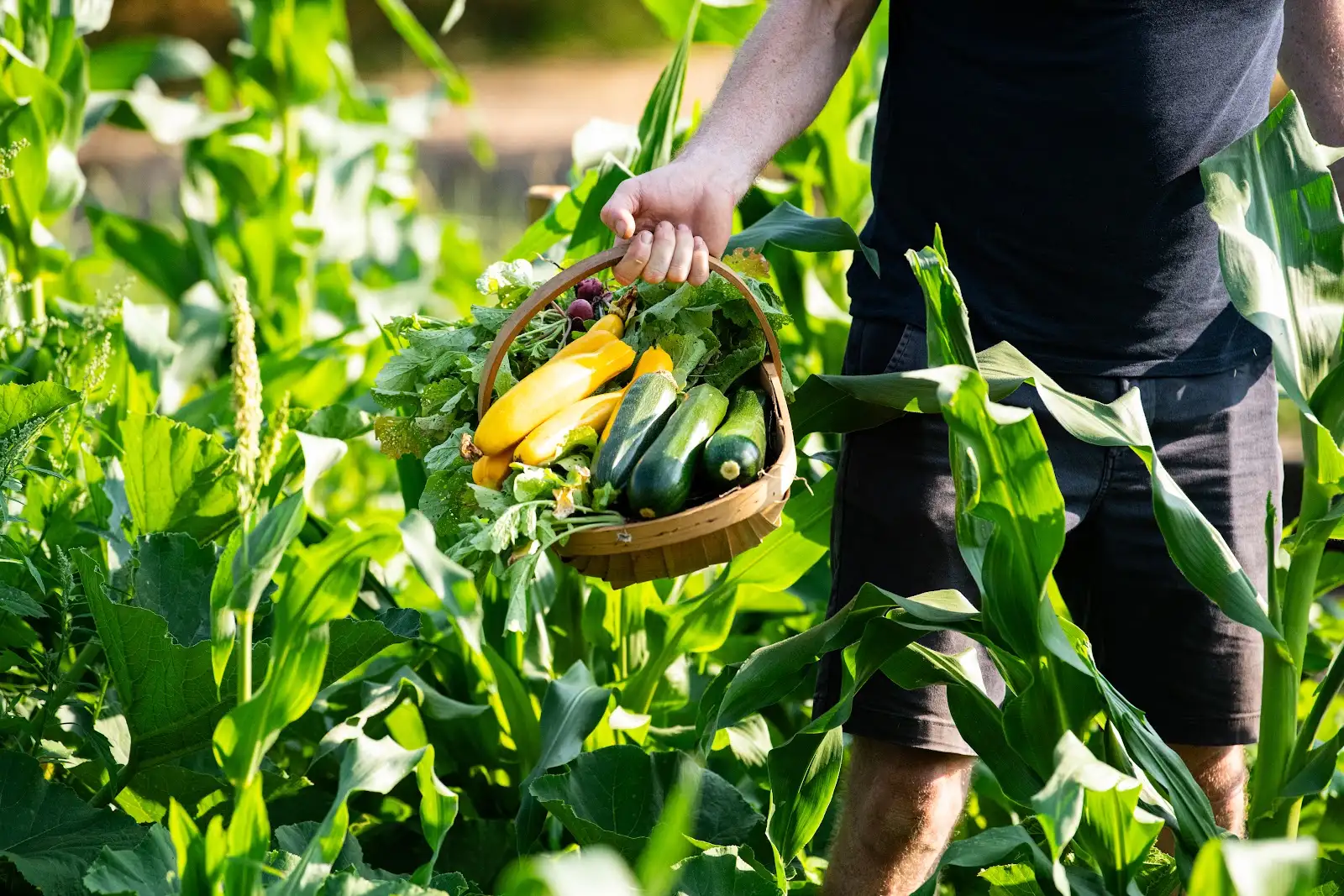 Picking local grown produce in Honiton, Devon at Heron Farm
