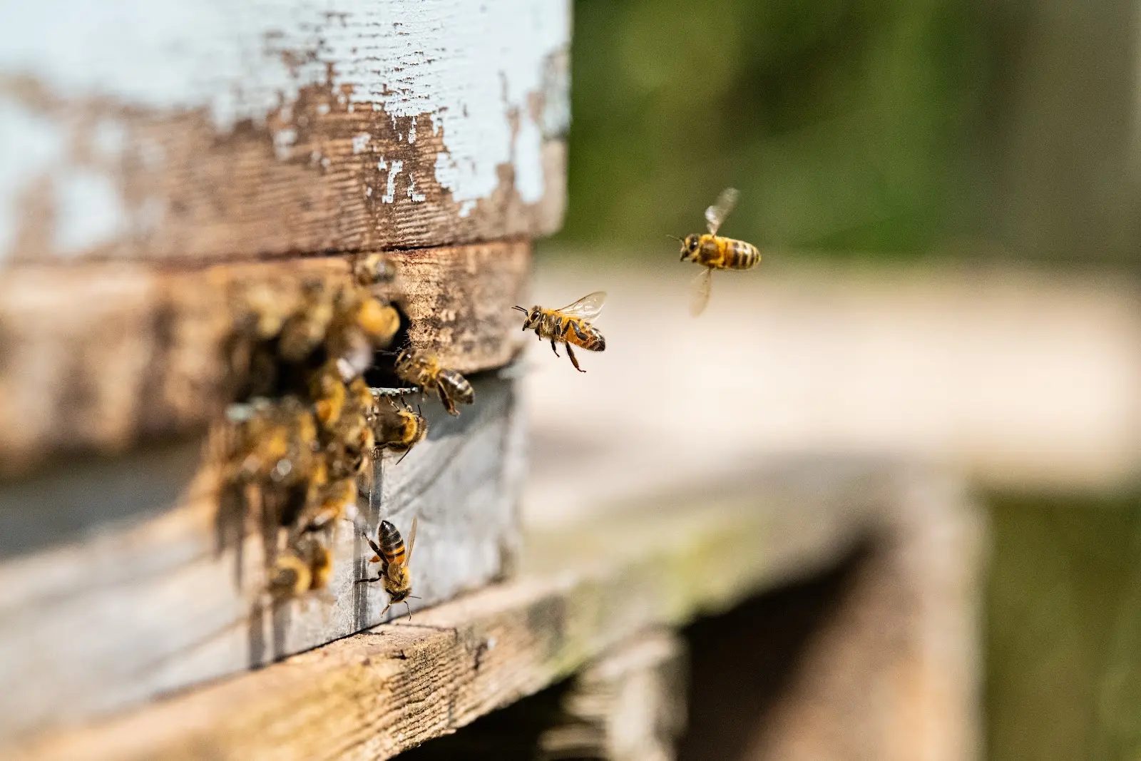 Heron Farm Bee Hives near Honiton, Devon